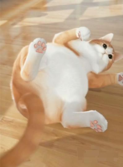 超喵星计划给猫送怎么礼物
