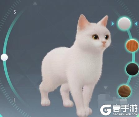 超喵星计划小猫如何送人