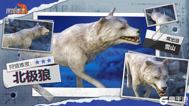 《逆境重生》动物图鉴：北极狼