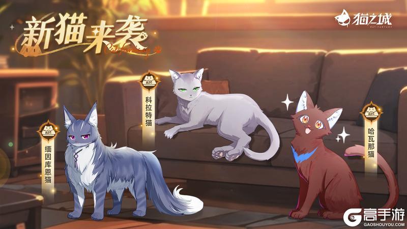 ❤️🩹版本预告 | 新猫来袭