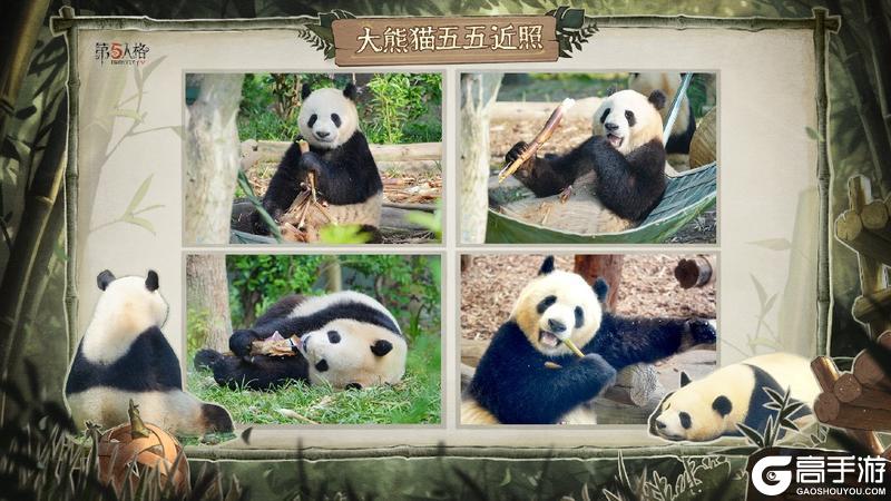 《第五人格》熊猫系列时装今日上新及返场