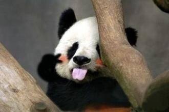 《我的勇者》世界动物日 与万千生灵共生 让和谐永驻地球！