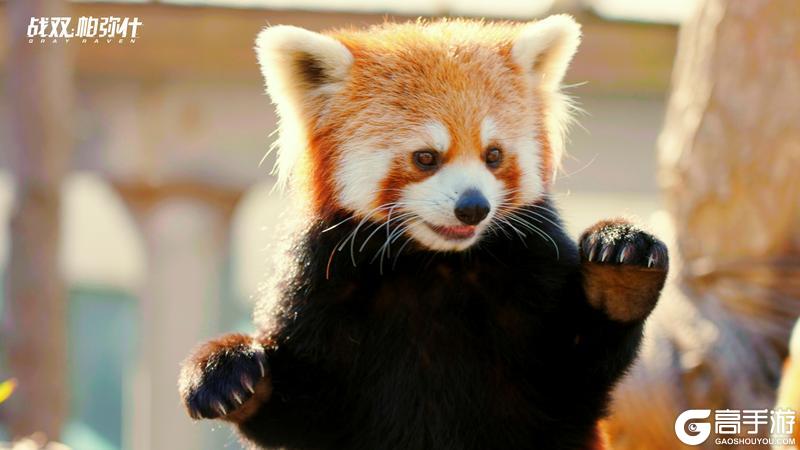 《战双帕弥什》★小熊猫“又又”生活影像★