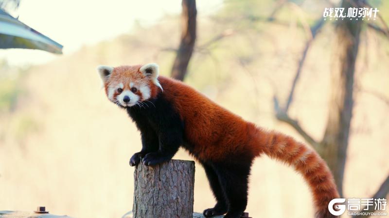 《战双帕弥什》★小熊猫“又又”生活影像★