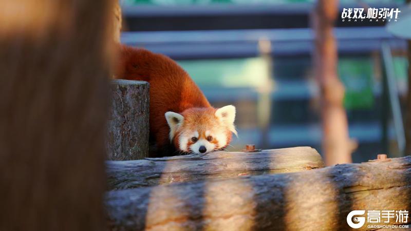 《战双帕弥什》★小熊猫“又又”生活影像★