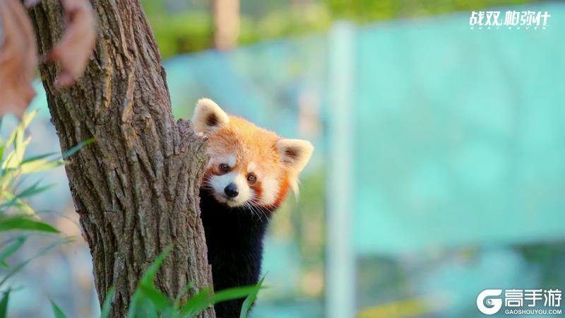 《战双帕弥什》★小熊猫“又又”生活影像★