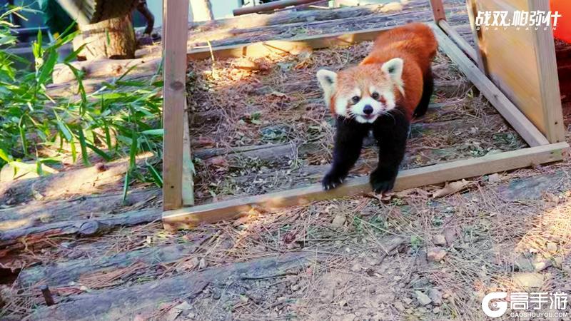 《战双帕弥什》★小熊猫“又又”生活影像★