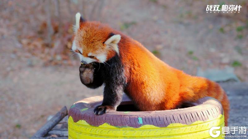 《战双帕弥什》★小熊猫“又又”生活影像★