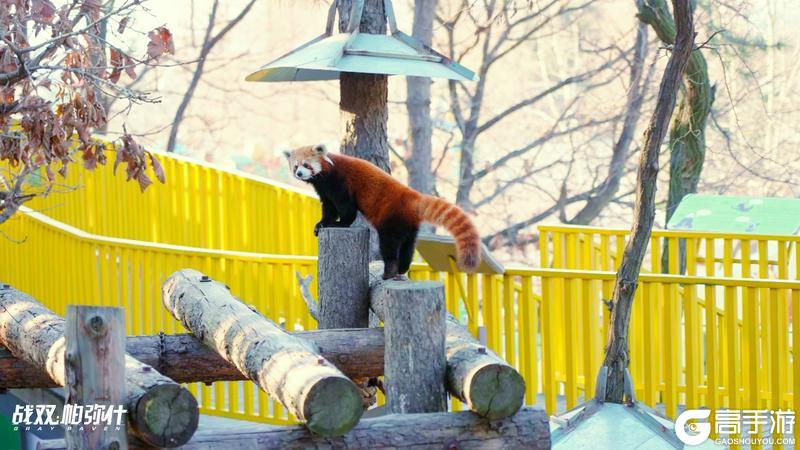 《战双帕弥什》★小熊猫“又又”生活影像★