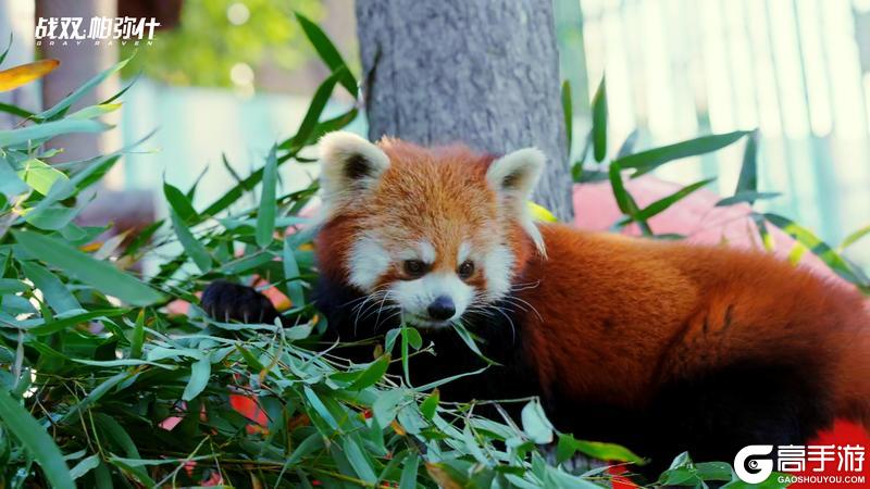 《战双帕弥什》★小熊猫“又又”生活影像★