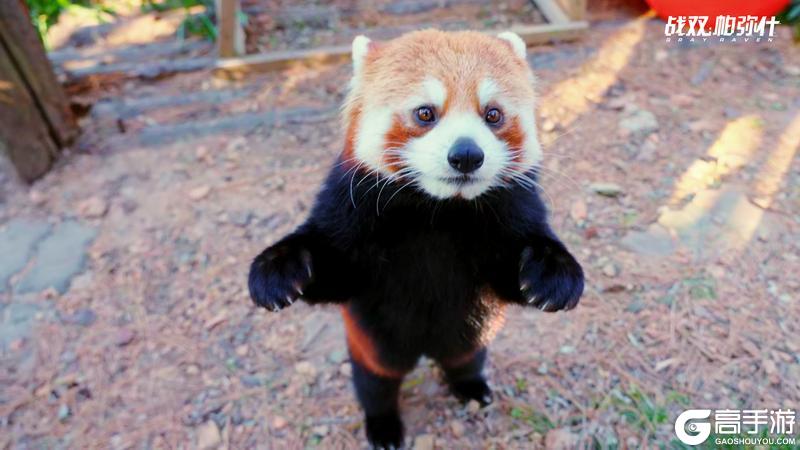 《战双帕弥什》★小熊猫“又又”生活影像★