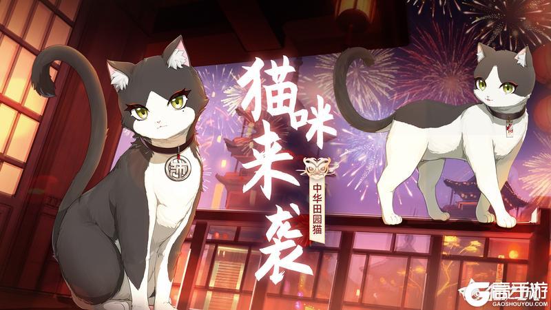 《猫之城》🏮于此夜重逢 | 猫咪预告🏮