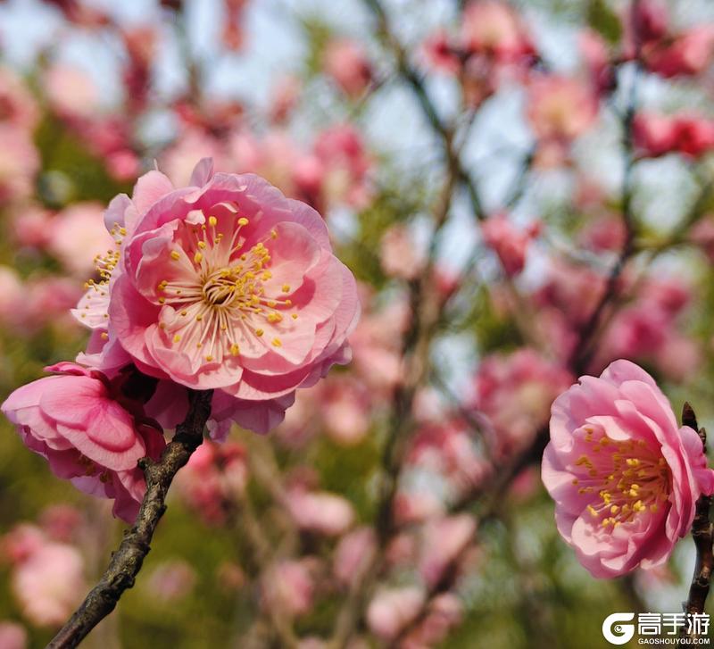 《大道仙途》【柒柒日记】太湖边露营遇繁花，这才是春日最治愈的小确幸