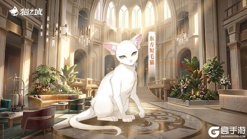 《猫之城》新猫登场丨一千朵彼岸花