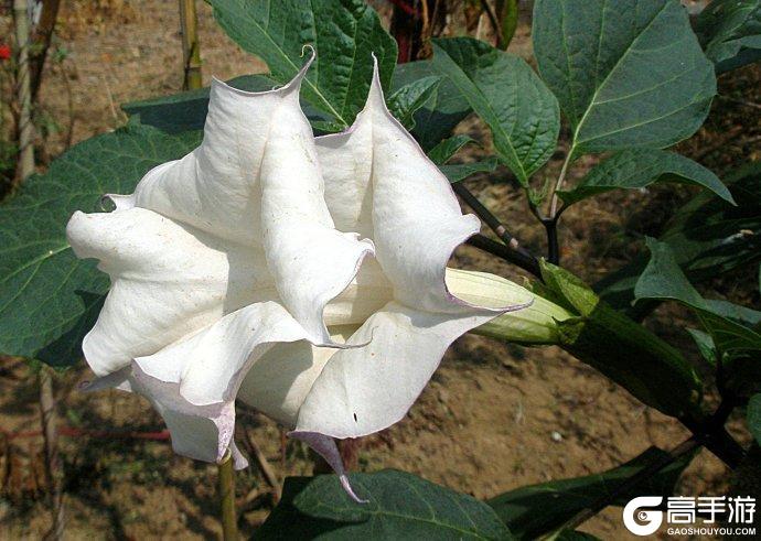 博物偃武丨麻沸藏仁心，医圣济苍生！读懂三国乱世的生命之光