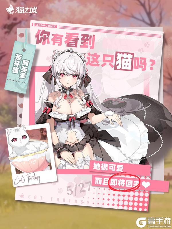 《猫之城》寻猫启事：你有看到茶杯猫吗？
