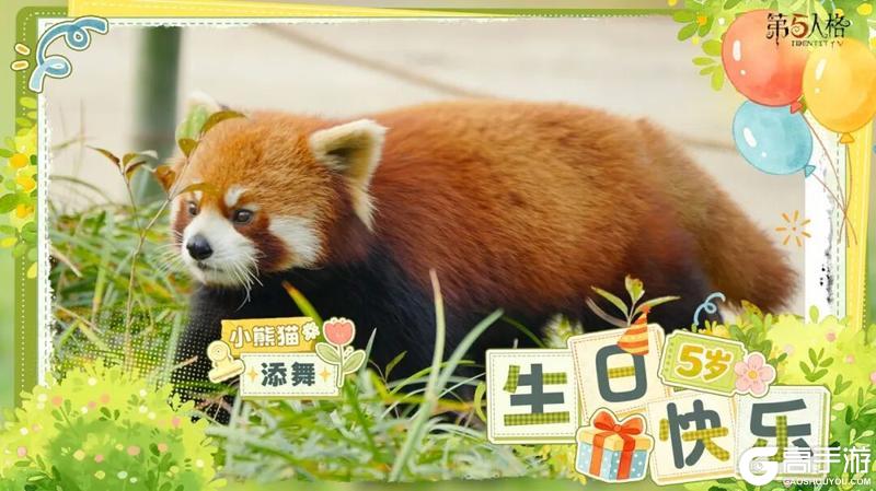 《第五人格》熊猫日记 添玉、添奇、添舞、添宝 五岁啦！