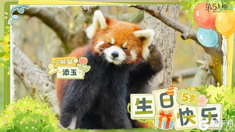 《第五人格》熊猫日记 添玉、添奇、添舞、添宝 五岁啦！